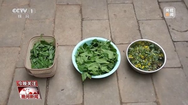 牛弘配资 千年经典向新行丨绿植成绿、苏木提红 一草一木染出惊艳“中国色”